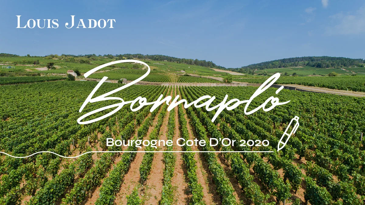 Cover-bornaplo-LouisJadot